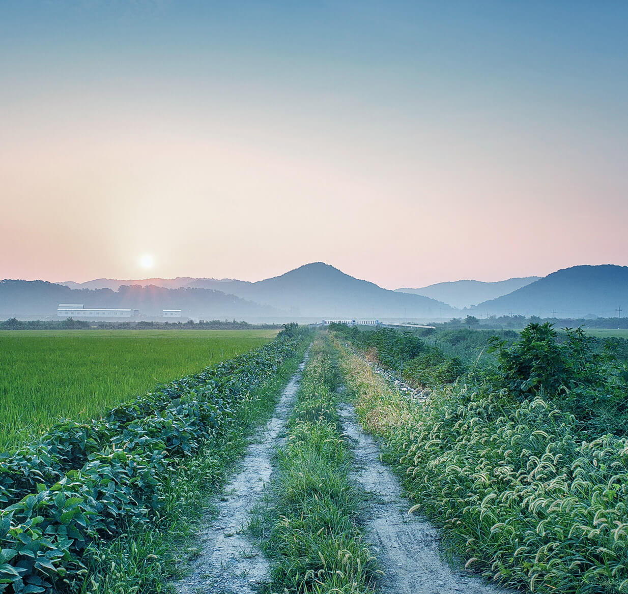 A trail within a green field is pictured as the sun rises in the distance.